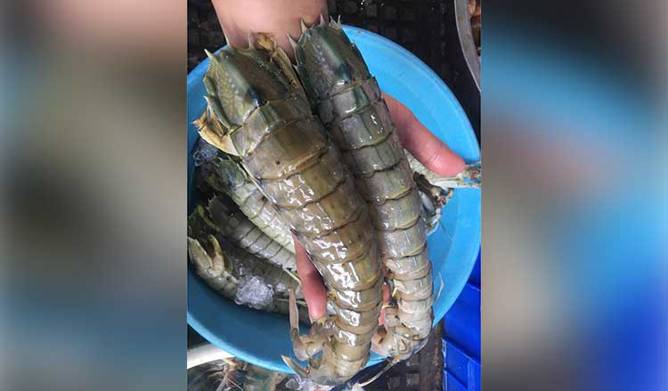 Cambodia exported over three tons of live mantis shrimp to China, says MAFF